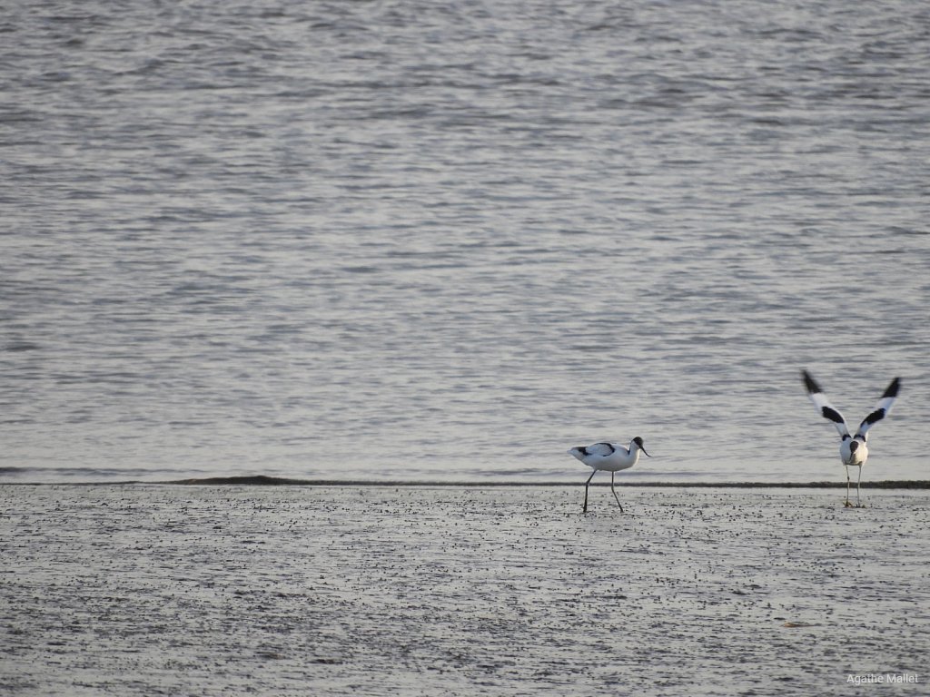 Avocettes élégantes