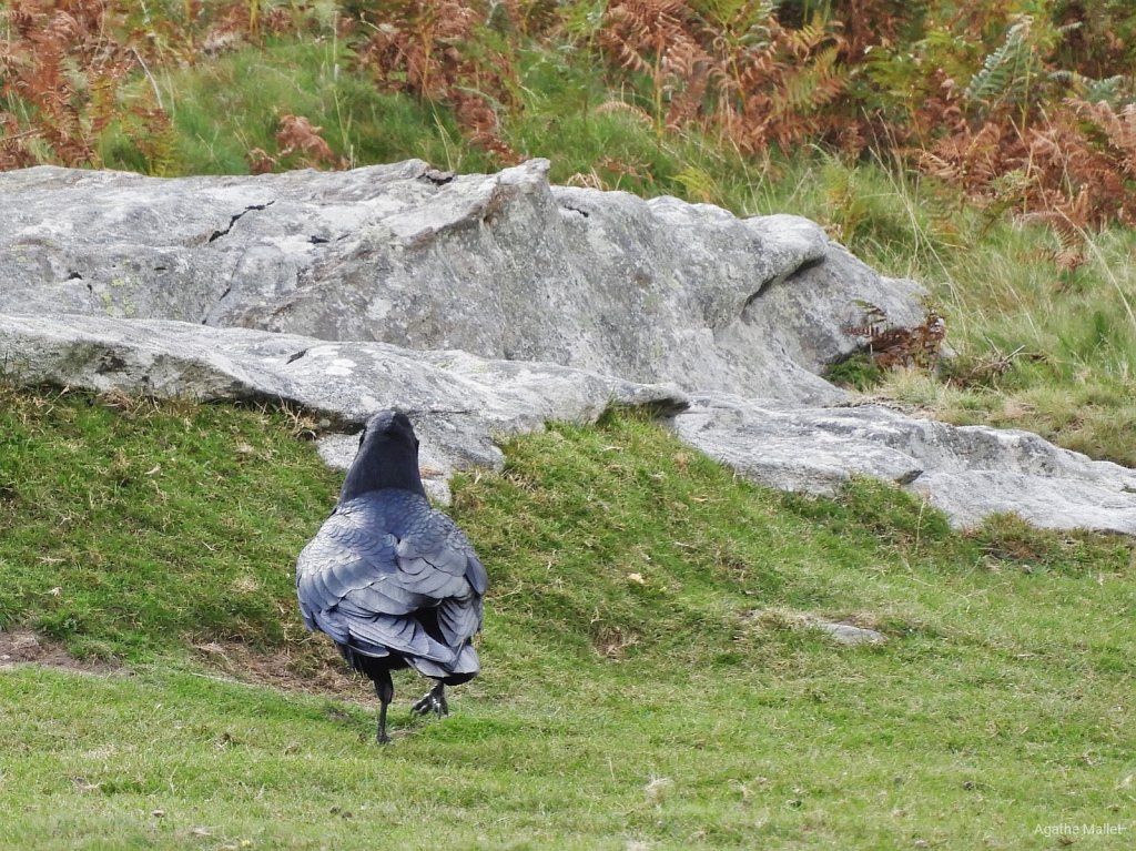 Grand corbeau