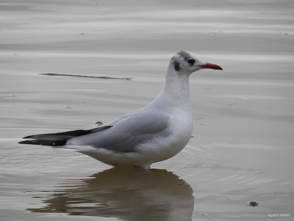 Mouette rieuse